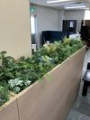 コクヨGreen-for work space-シリーズ プランターボックス(人工植物) 商品画像7
