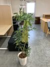 ウチダ（内田洋行）人工植物 商品画像2