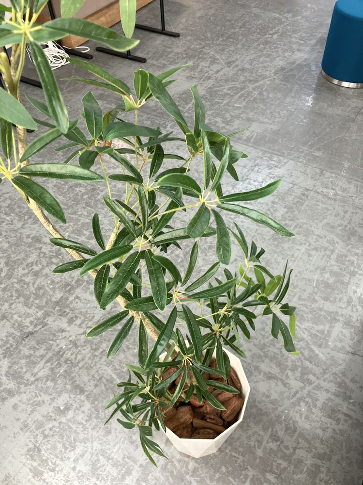 ウチダ（内田洋行）人工植物 商品画像5