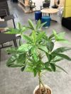 ウチダ（内田洋行）人工植物 商品画像4