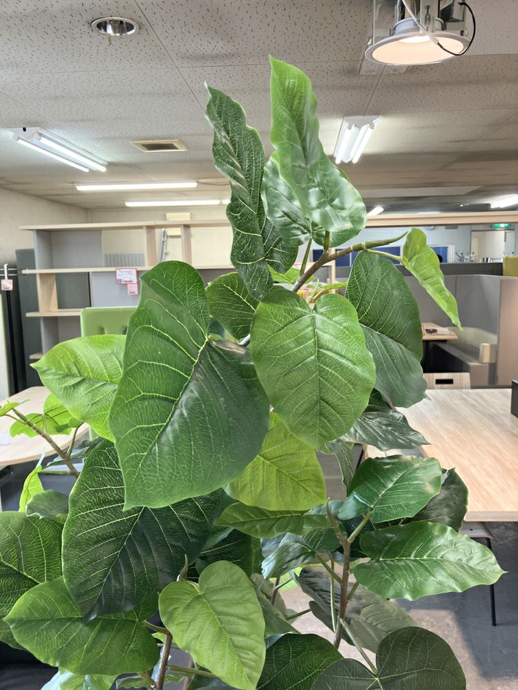 ウチダ（内田洋行）人工植物 商品画像4