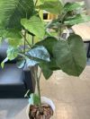 ウチダ（内田洋行）人工植物 商品画像5