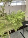 ウチダ（内田洋行）人工植物 商品画像5