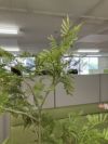 ウチダ（内田洋行）人工植物 商品画像6