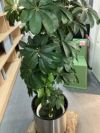 人工植物 商品画像2