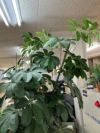 人工植物 商品画像3