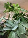 人工植物 商品画像4
