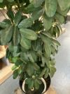 人工植物 商品画像7