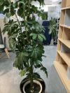 人工植物 商品画像8