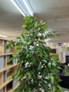 人工植物 商品画像3