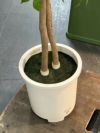 人工植物 商品画像4