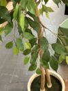人工植物 商品画像5