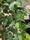 人工植物 商品画像6