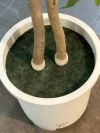 人工植物 商品画像7