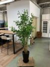 人工植物 商品画像1