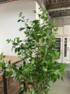 人工植物 商品画像2