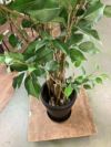 人工植物 商品画像3