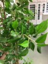 人工植物 商品画像4