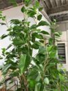 人工植物 商品画像5