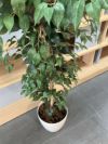 人工植物 商品画像3