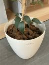 人工植物 商品画像5