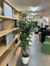 人工植物 商品画像6