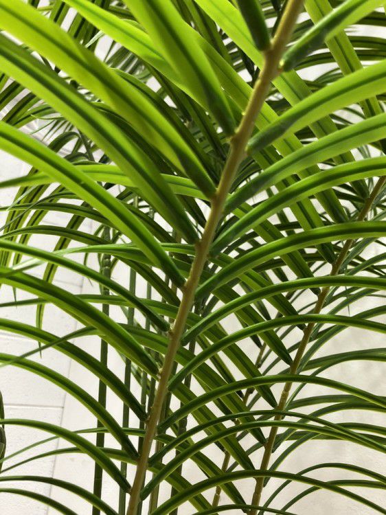 フェイクグリーン 商品画像3