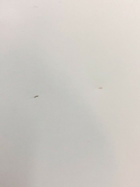 1200脚付月予定表 商品画像9