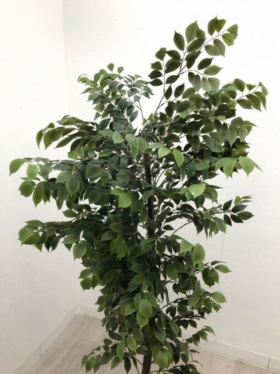 フェイクグリーン 商品画像3