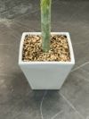 人工植物 商品画像7
