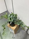 ウチダ（内田洋行）人工植物 商品画像2