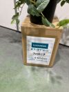 ウチダ（内田洋行）人工植物 商品画像7